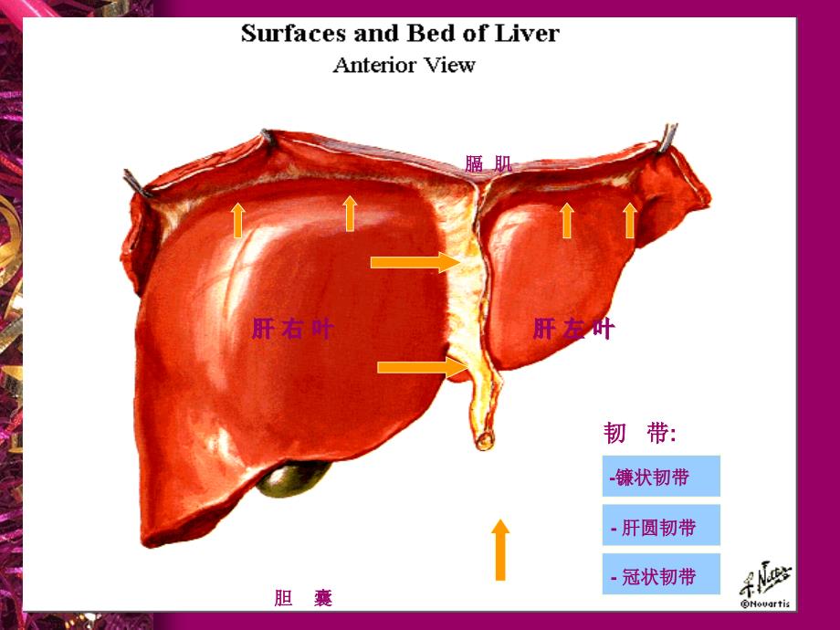 消化系统(肝胆胰)-1_第2页