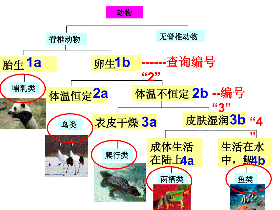 2.4.2 常见的动物(无脊椎动物、二歧分类检索表)_第4页