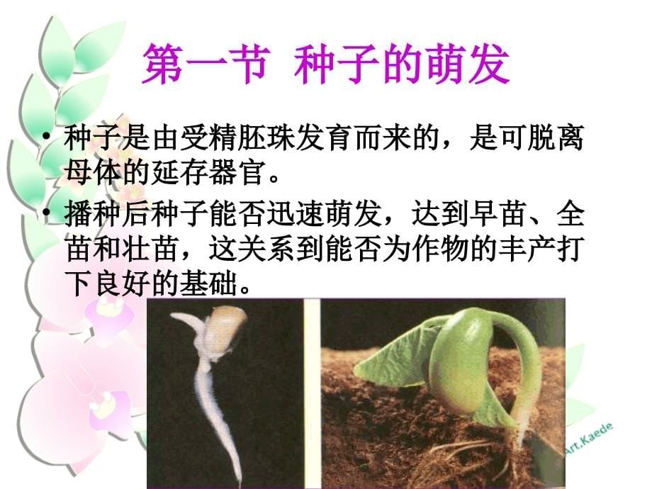 中国科学院大学植物生理学课件：第十章 植物的生长生理_第5页