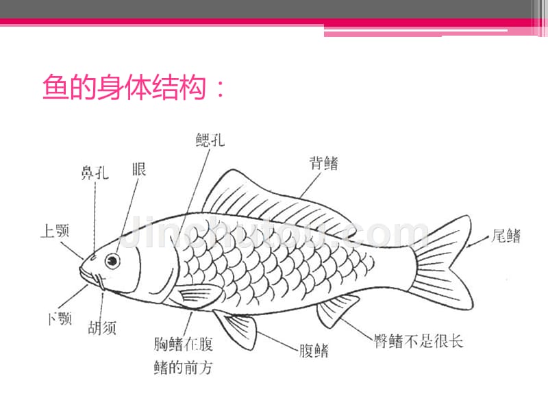 鱼游动中间画绘制_第5页