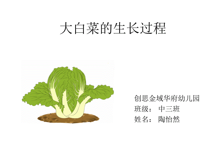 大白菜的生长过程_第1页