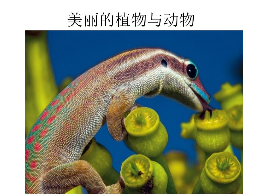 人教版美术 一年级下 20  美丽的植物和动物_第1页