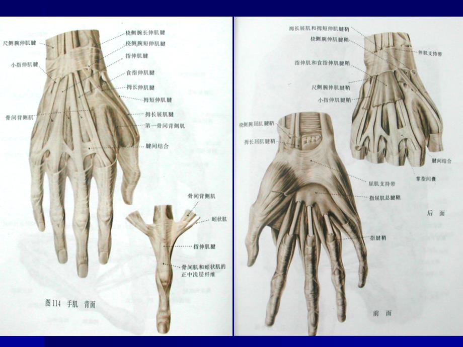 手外伤与断肢(指)再植(讲稿)_第4页