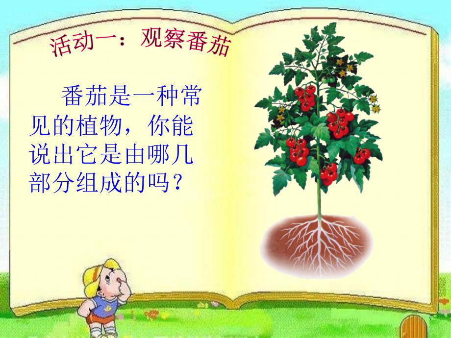 粤教版小学三年级科学上册《红番茄》课件_第3页