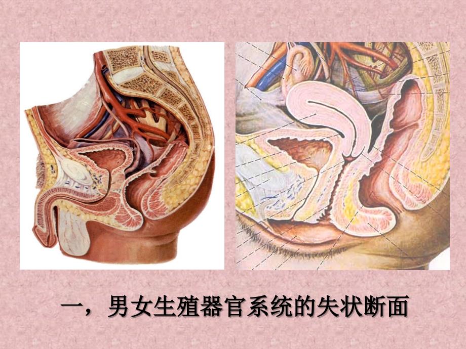 男性生殖器-图解普及版-张蓉等编_第3页