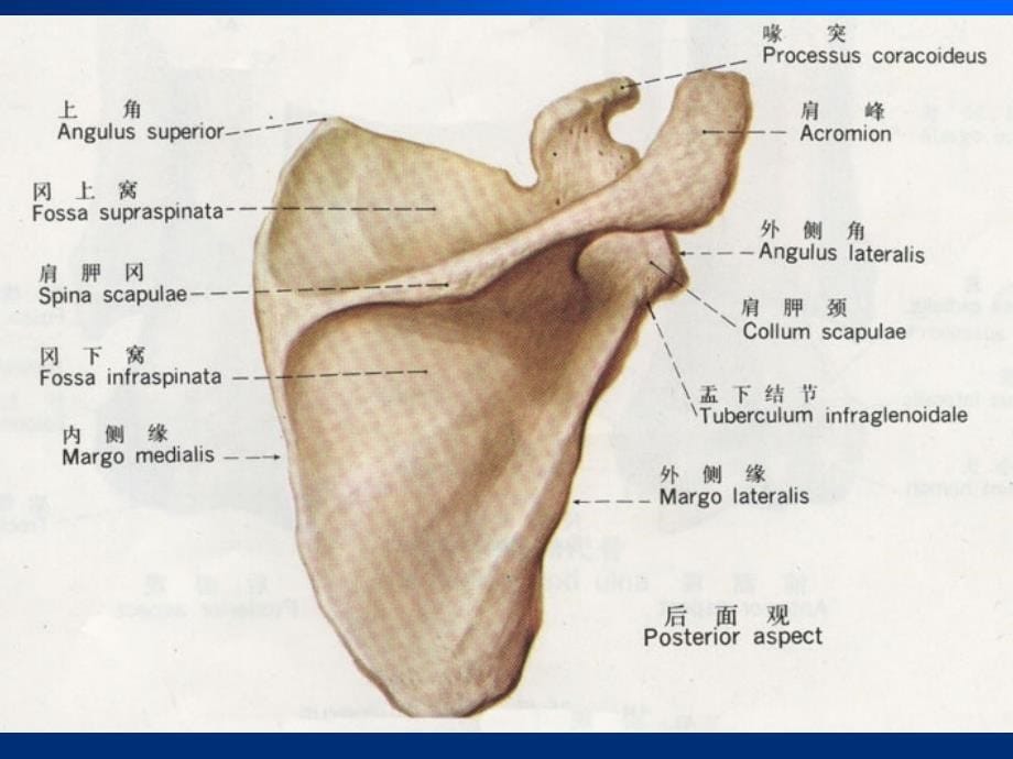 肩关节解剖mri_第5页