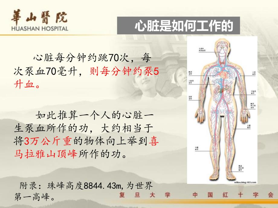 辅酶q10ppt_第3页