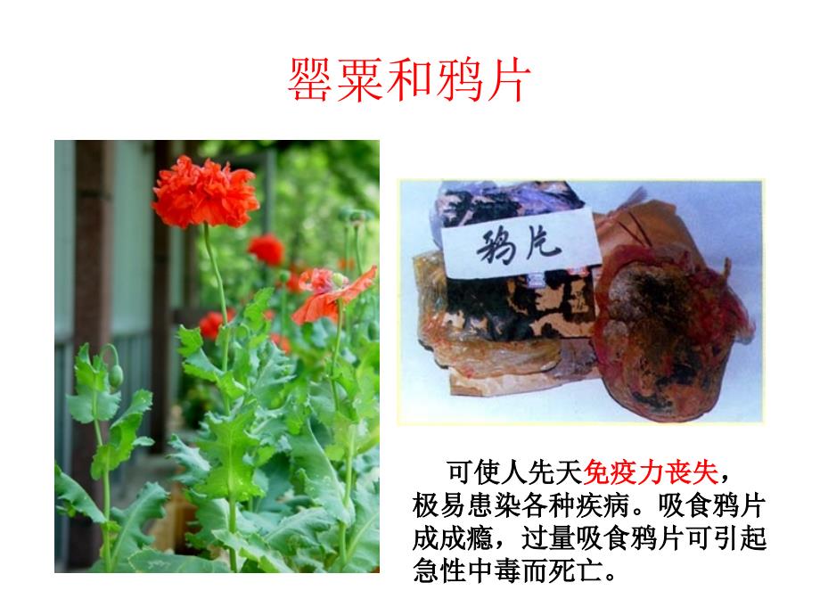 《珍爱生命-远离毒品》ppt_第3页