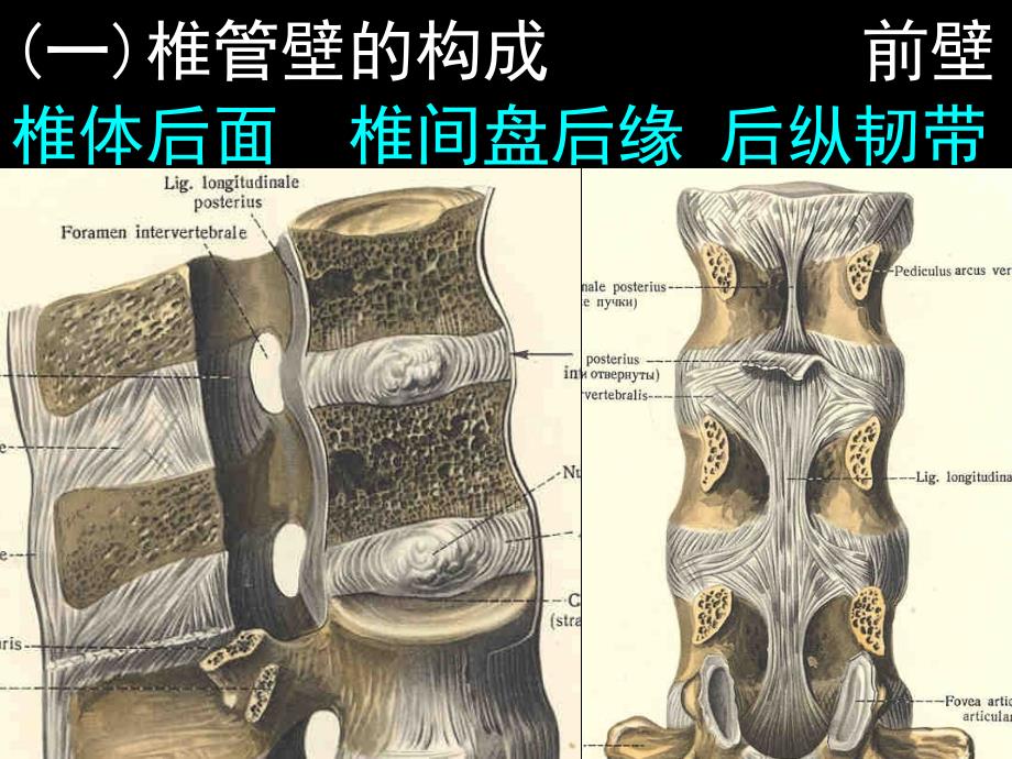 椎管解剖-腰麻、骶管麻醉基础_第3页