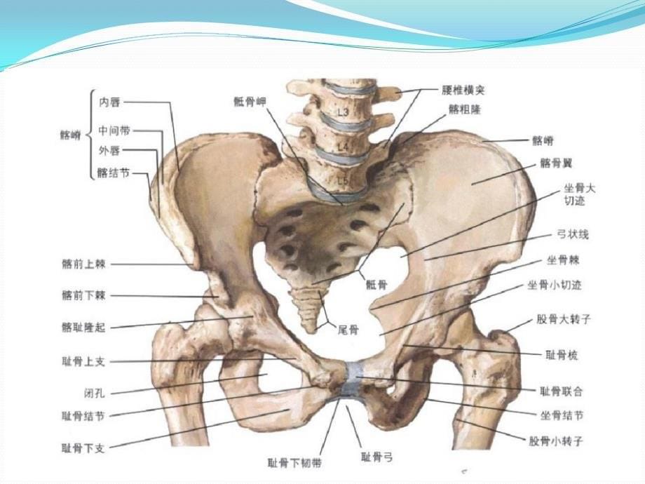 骨盆骨折分型、治疗及康复_第5页