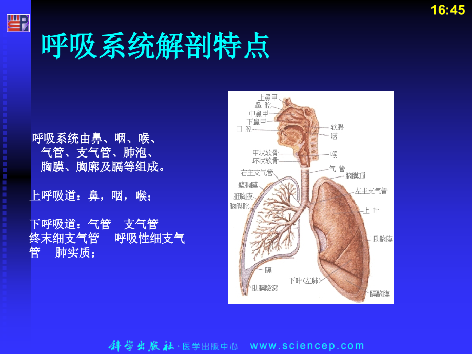 呼吸系统疾病病人的护理第六篇_第2页