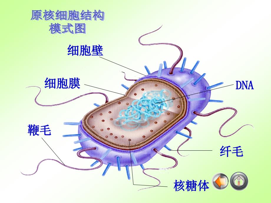 细胞的类型和结构(全)_第4页