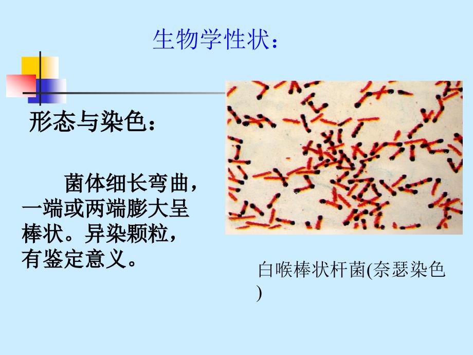 微生物 第21章_其他病原性细菌_第3页