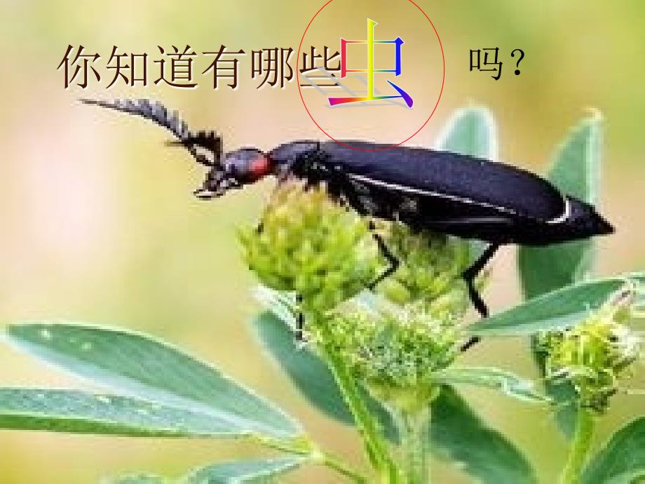 《昆虫记》ppt课件(36页)_第4页