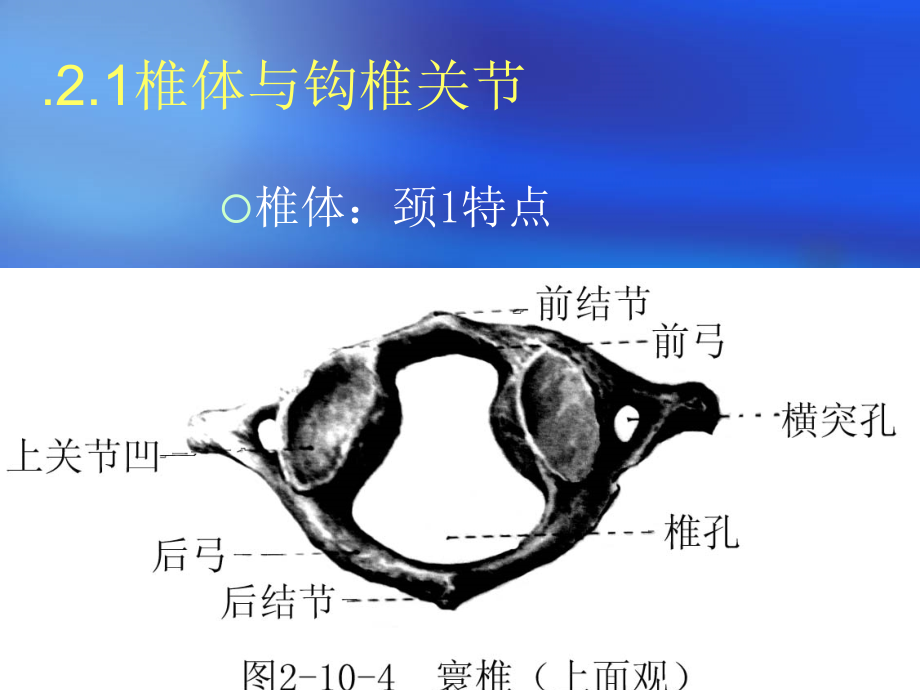 颈椎病的康复治疗-ppt课件_第4页