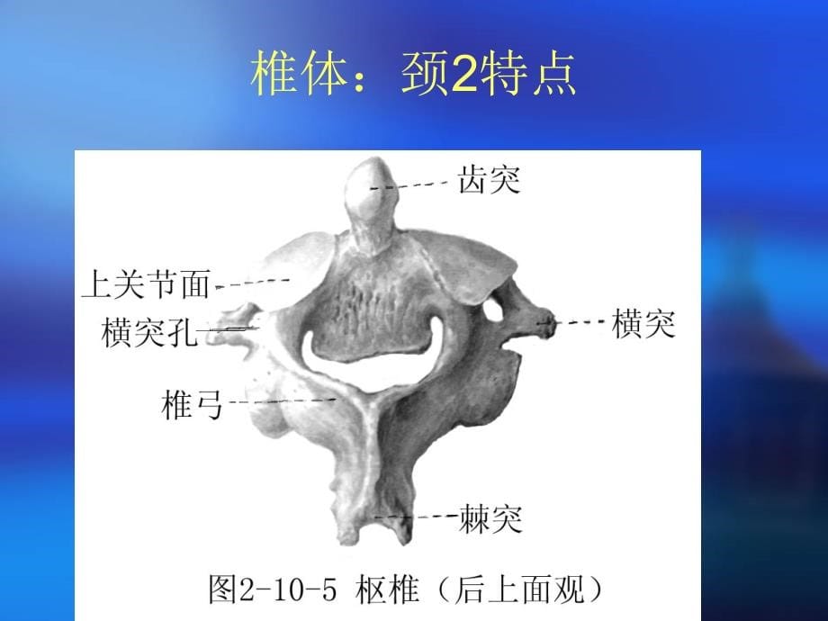 颈椎病的康复治疗-ppt课件_第5页