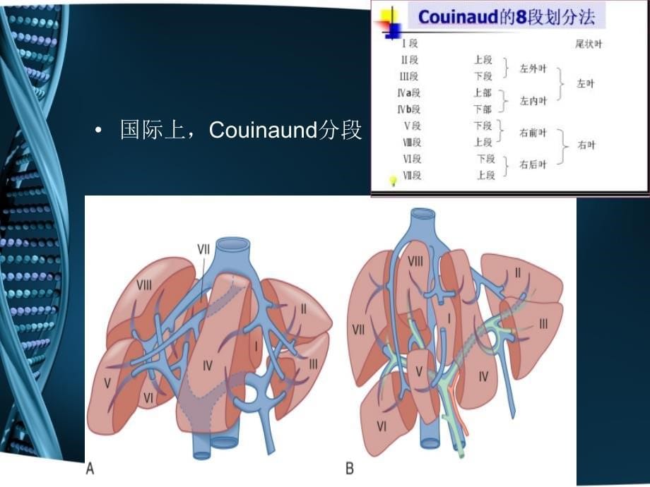 ct-肝脏分段及读片_第5页