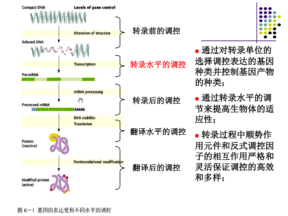 分子生物学chapter-6-基因表达的调控_第4页