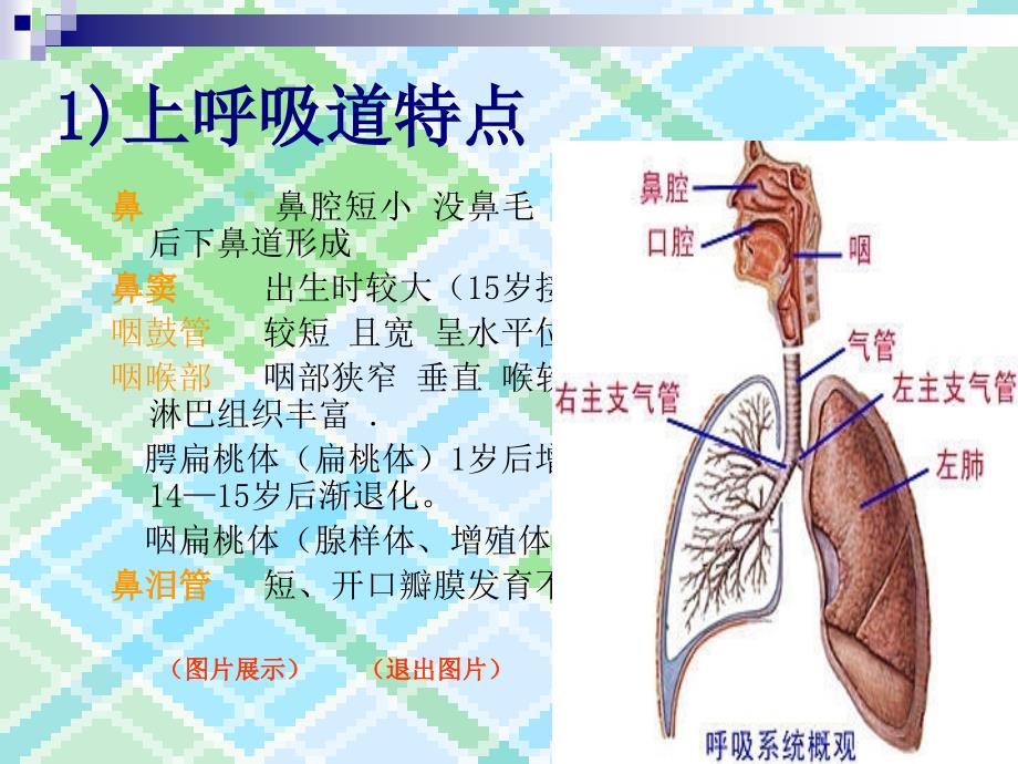 小儿呼吸道解剖及急性上呼吸道感染(auri)_《儿科学》_第4页