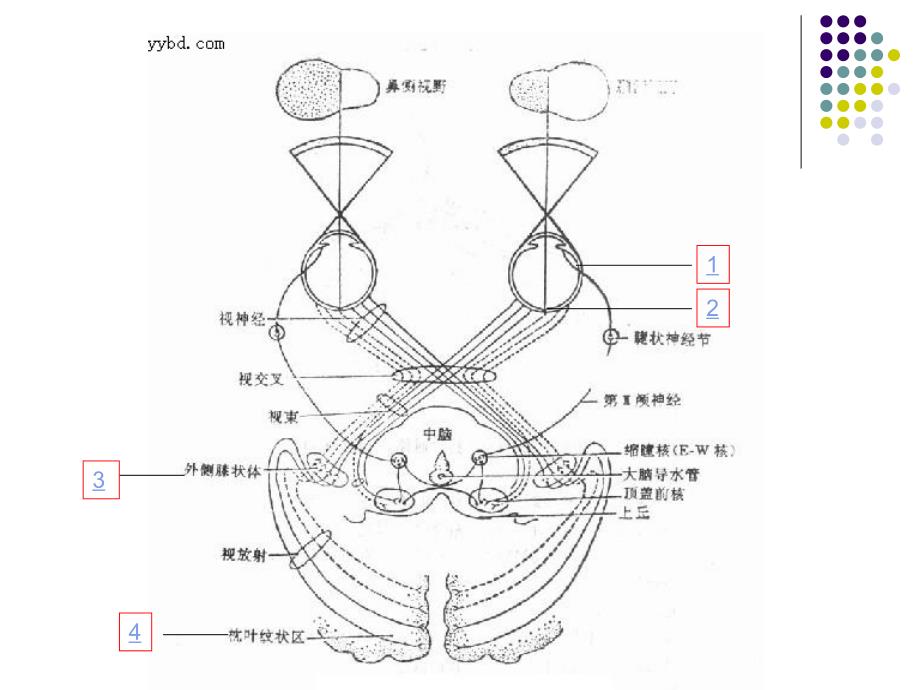 第九章-视觉_第3页