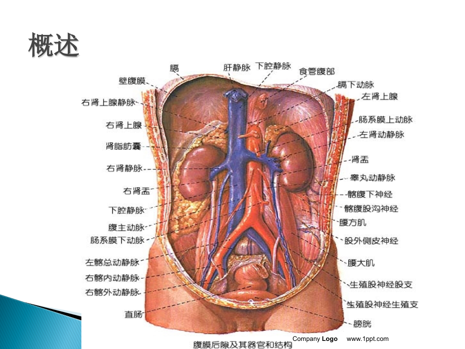 腹主动脉瘤的护理查房-（一）_第4页