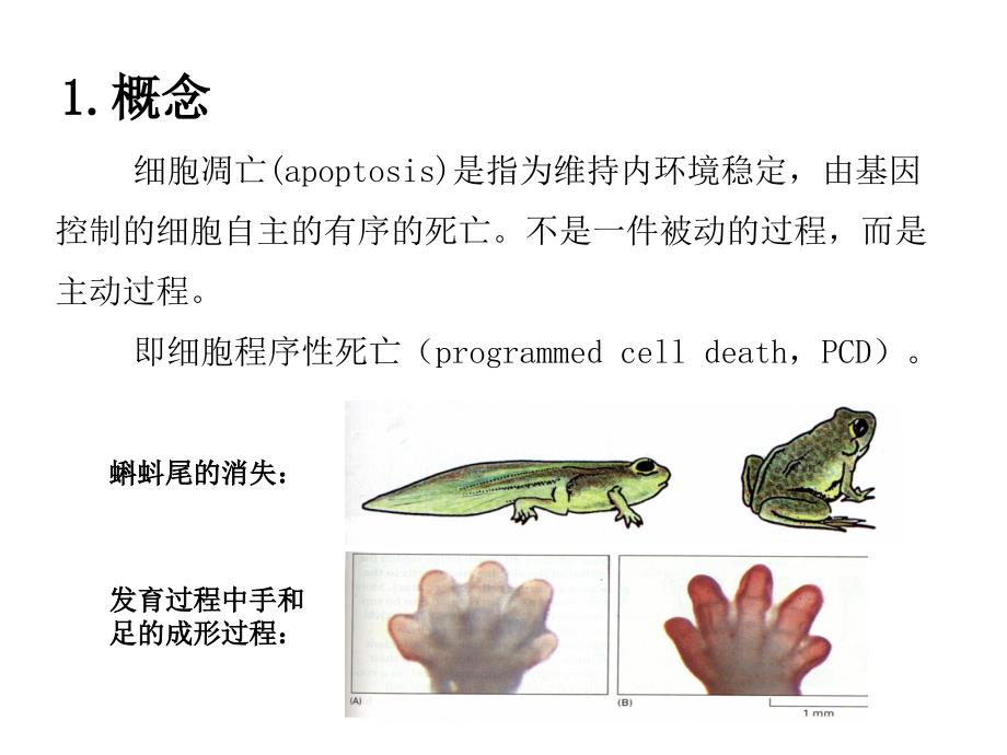 细胞凋亡的信号通路_第2页