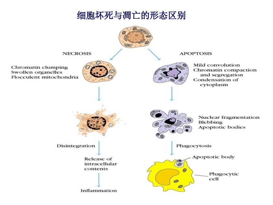 细胞凋亡的信号通路_第4页