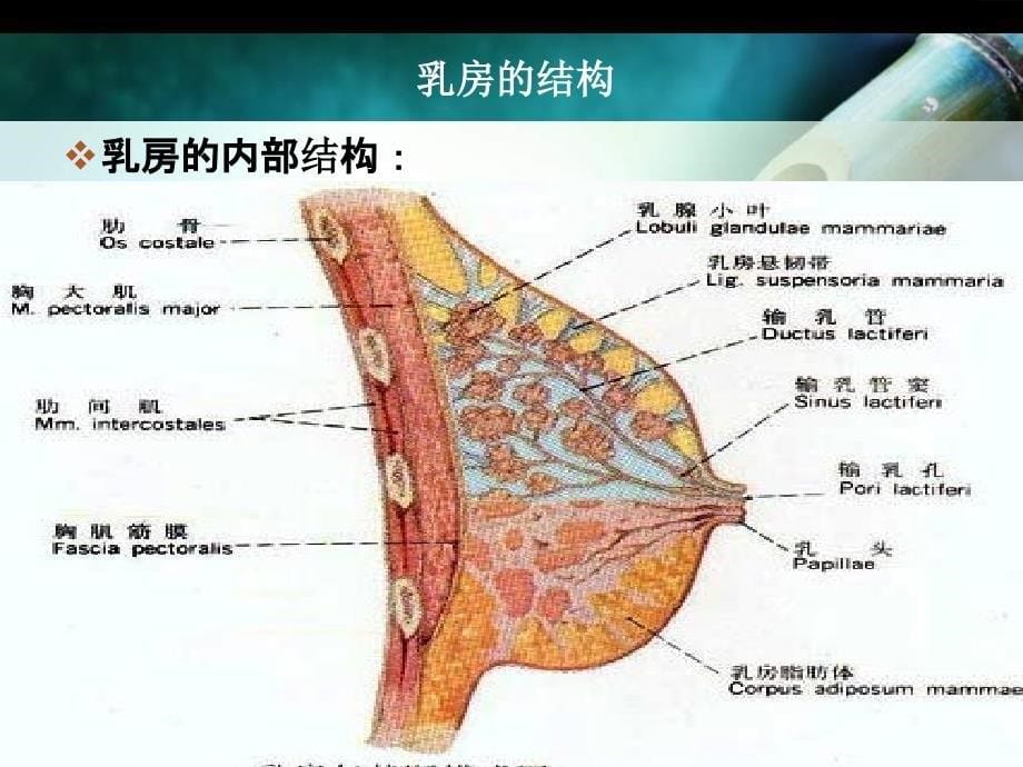 催乳师_第5页