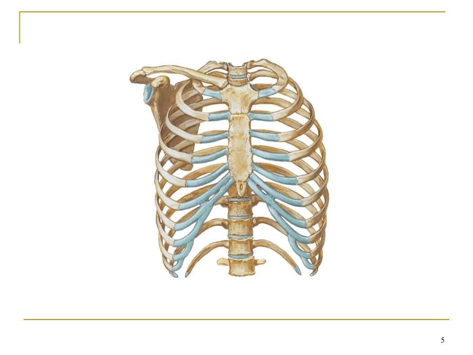 [局部解剖学]胸部_第5页