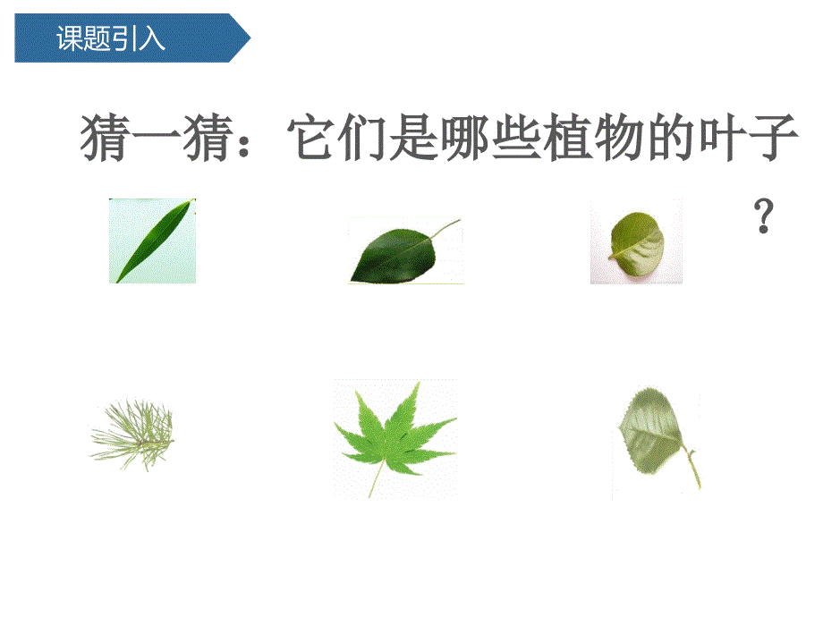 一年级上册科学课件 --第一单元4这是谁的叶 教科版(共13张PPT)_第2页