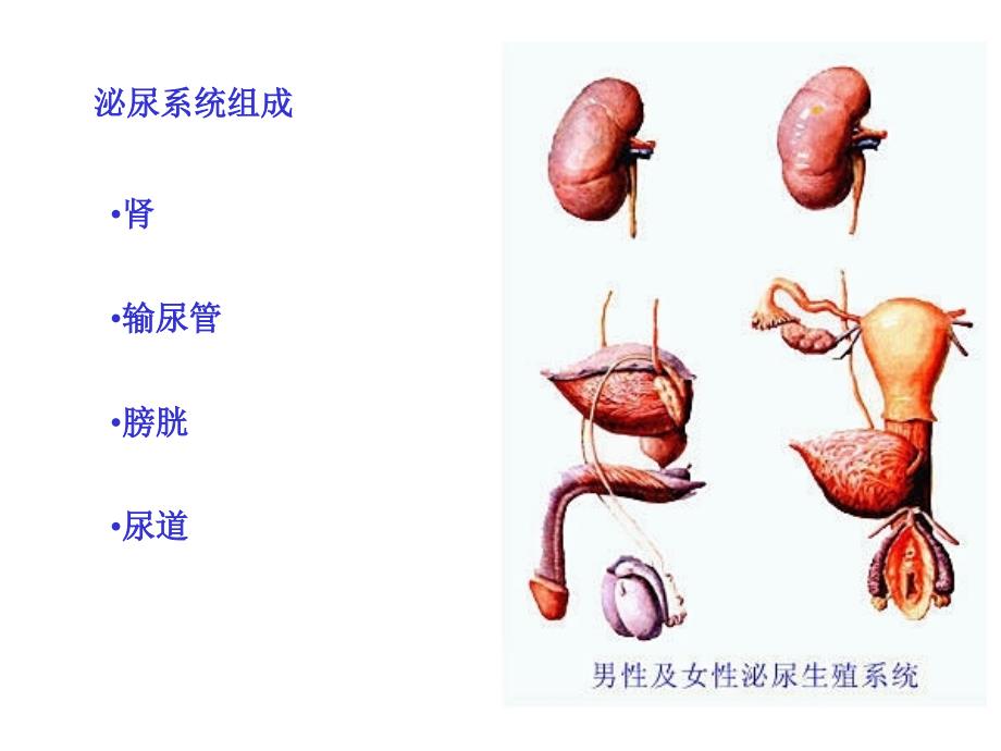 泌尿生殖系统系统_第2页