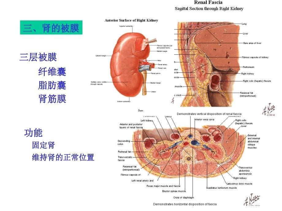 泌尿生殖系统系统_第5页