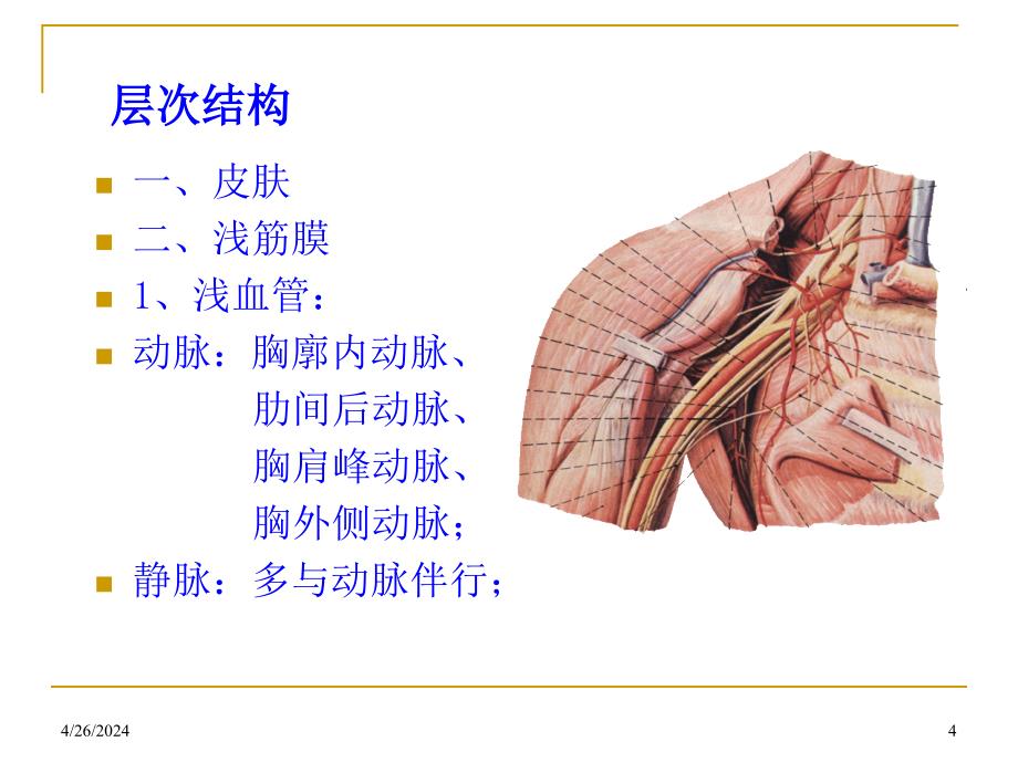 胸部解剖_第4页