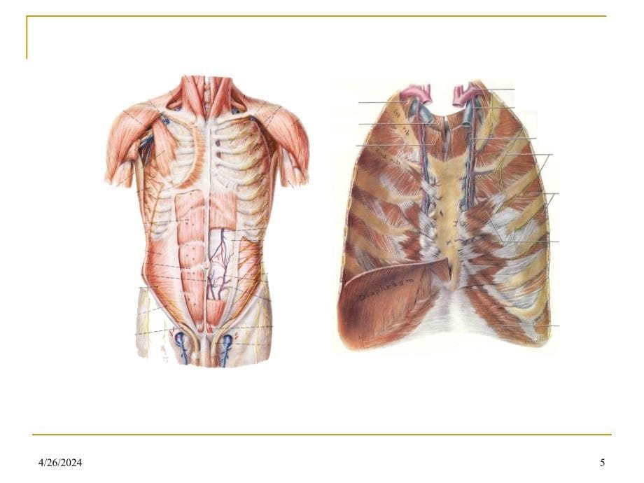 胸部解剖_第5页