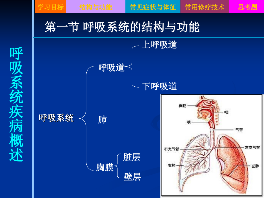 成人护理--呼吸系统疾病病人护理--概述_第3页