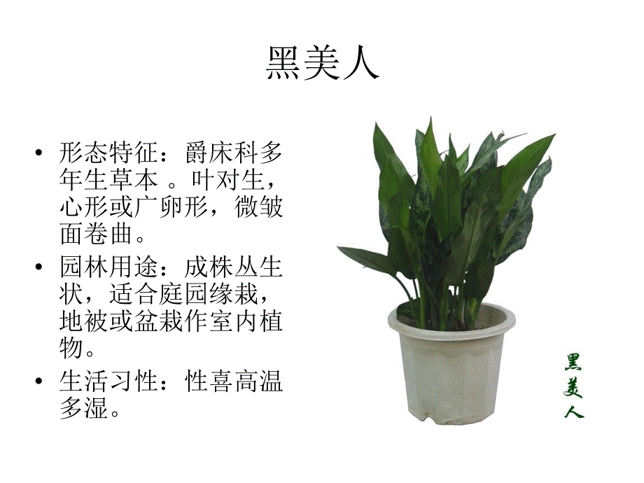 300种园林常用植物_第3页