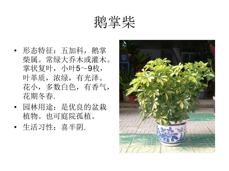 300种园林常用植物_第4页