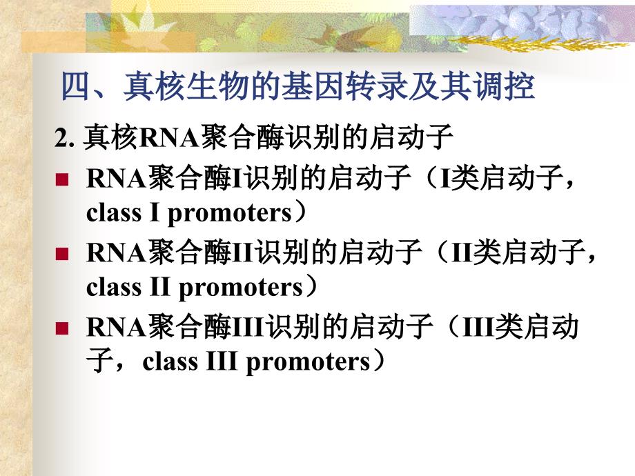中山大学分子生物学10_第1页