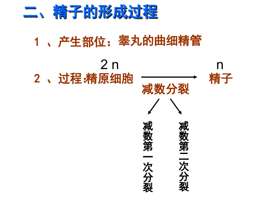 减数分裂ppt_第4页