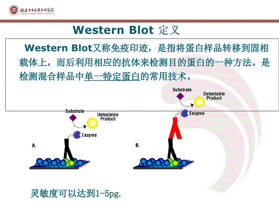 western-blot-教学_第4页