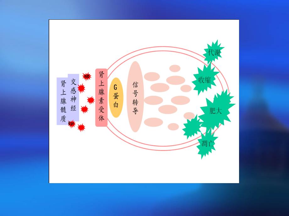 肾上腺素受体_第3页