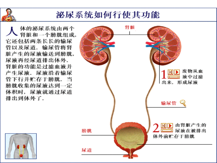 泌尿系疾病_第3页