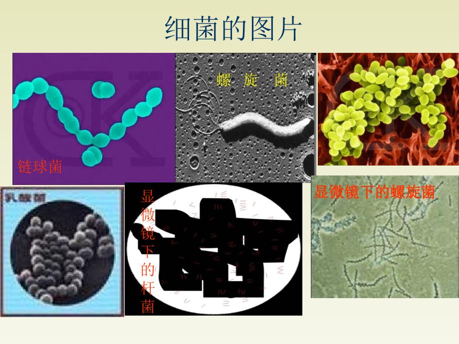 六年级科学-细菌与病毒_第3页