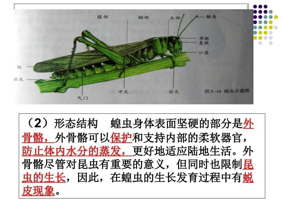 节肢动物课件_第5页