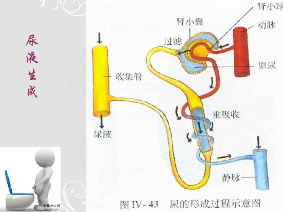 泌尿系统总论ppt_第4页