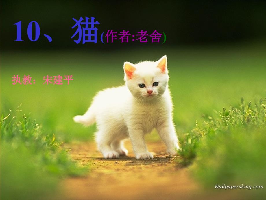 老舍《猫》ppt课件(22页)_第1页