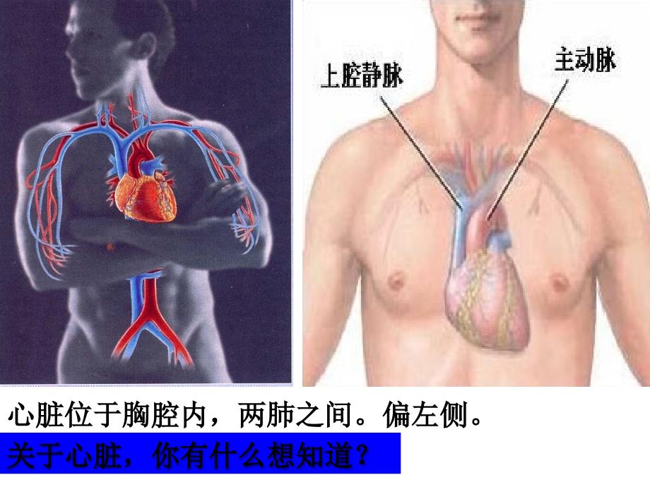 心脏和血液循环优秀课件ppt_第2页