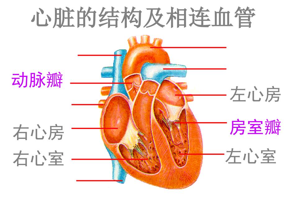 心脏和血液循环优秀课件ppt_第4页