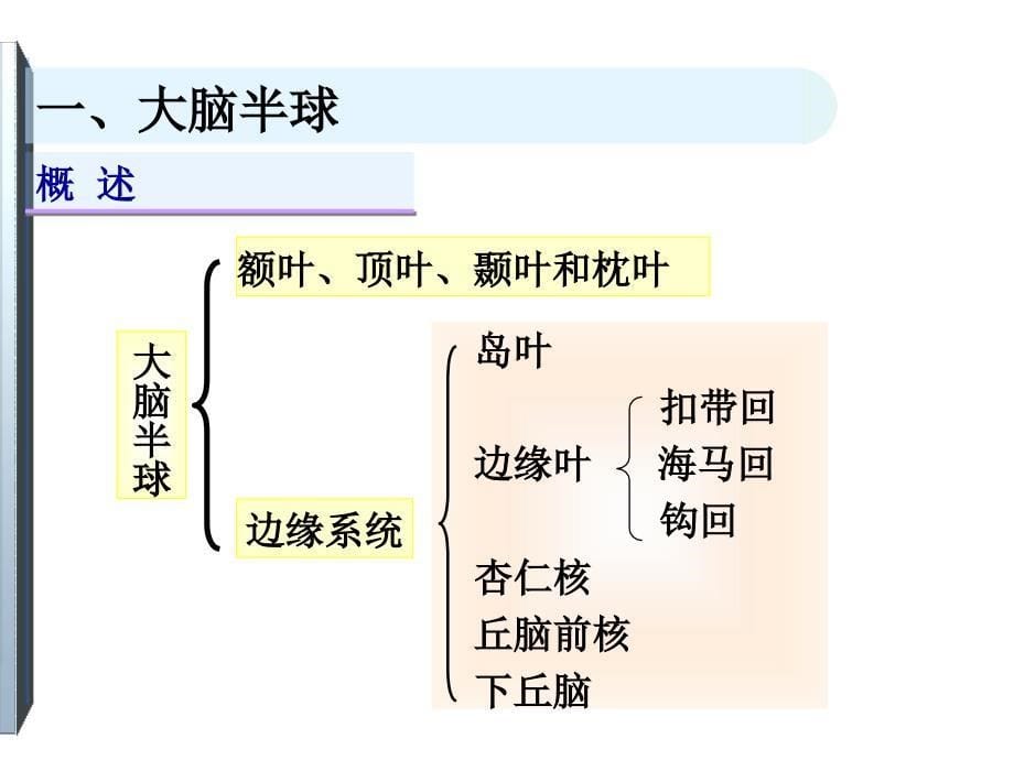 大脑的解剖_第5页