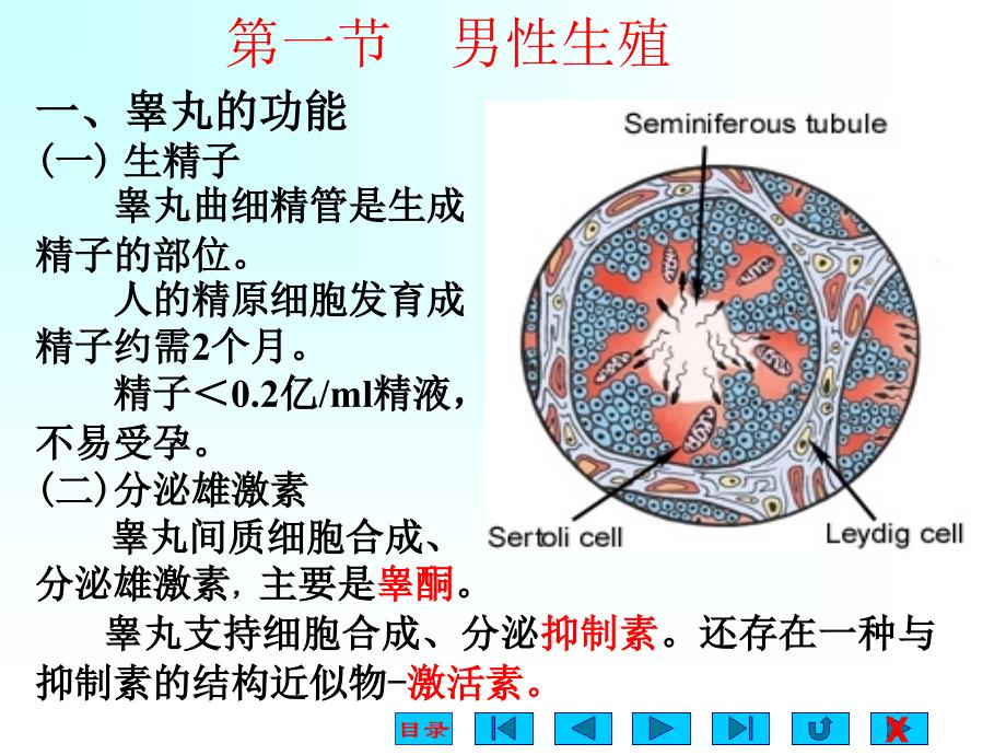 生理学课件-生殖_第2页